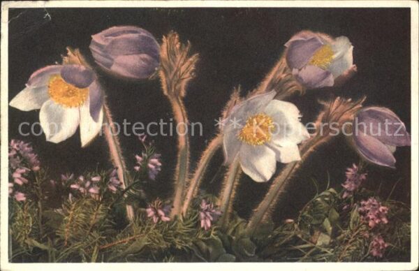 Blumen Pelzanemone Anemone vernalis