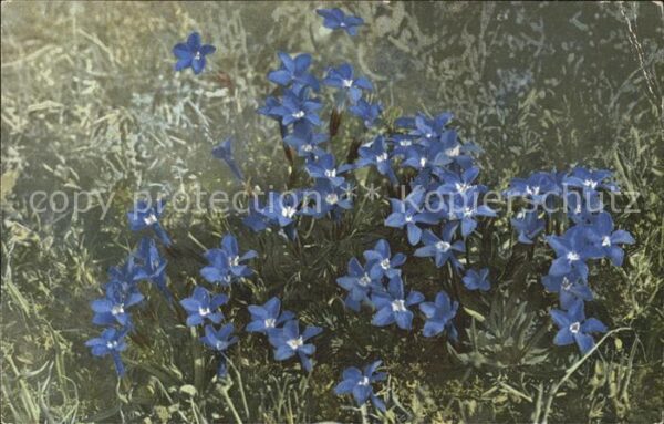 Blumen Gentiana brachyphylla