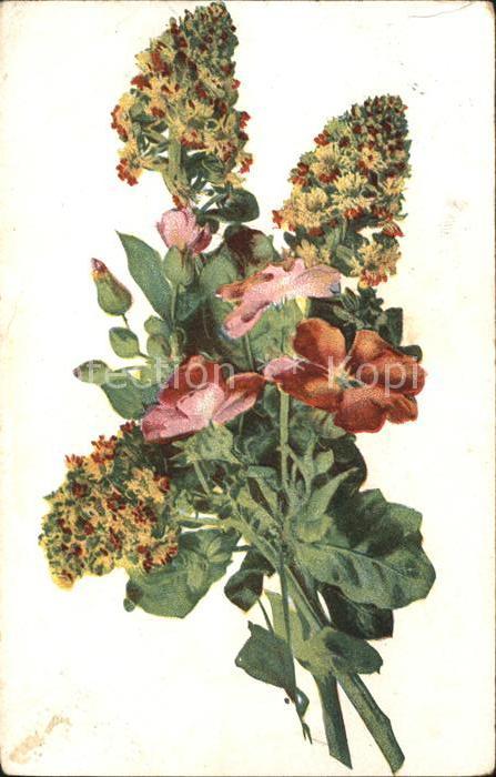 Blumen Werbung Wernle's Putzpulver