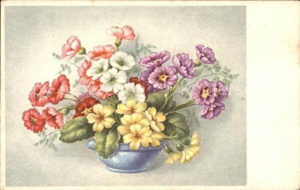 Blumen Primeln