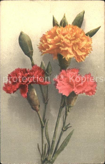 Blumen Nelken