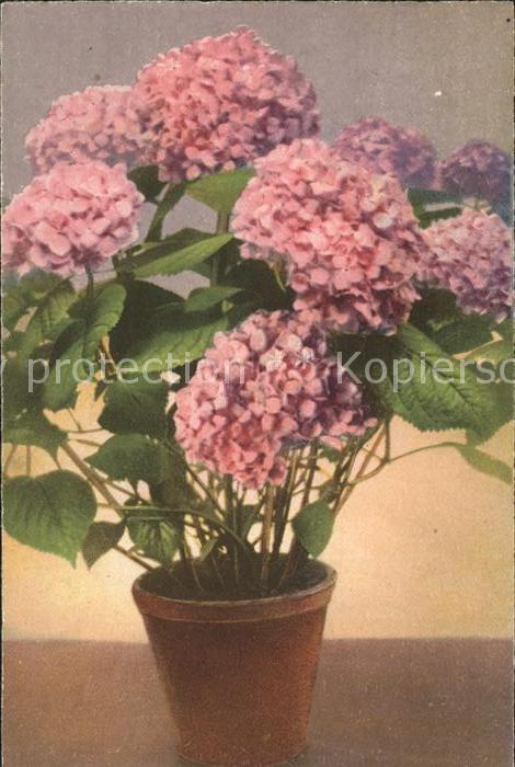 Blumen Hortensien
