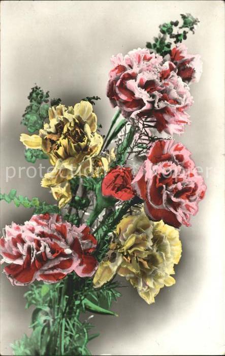 Blumen Nelken