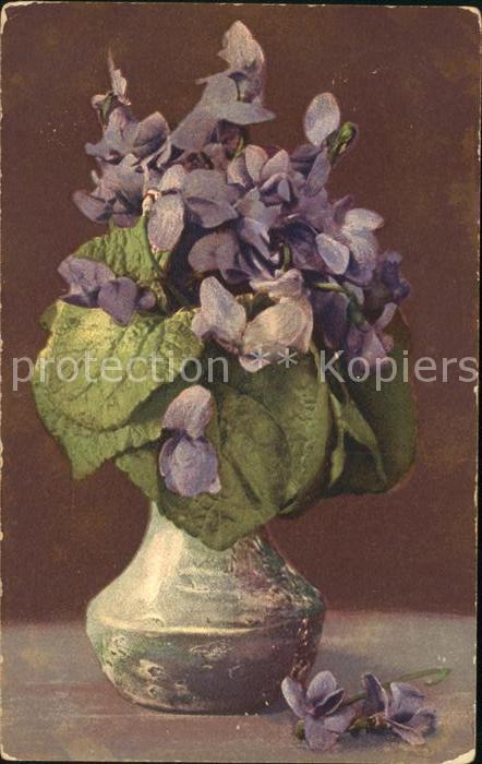 Blumen Veilchen