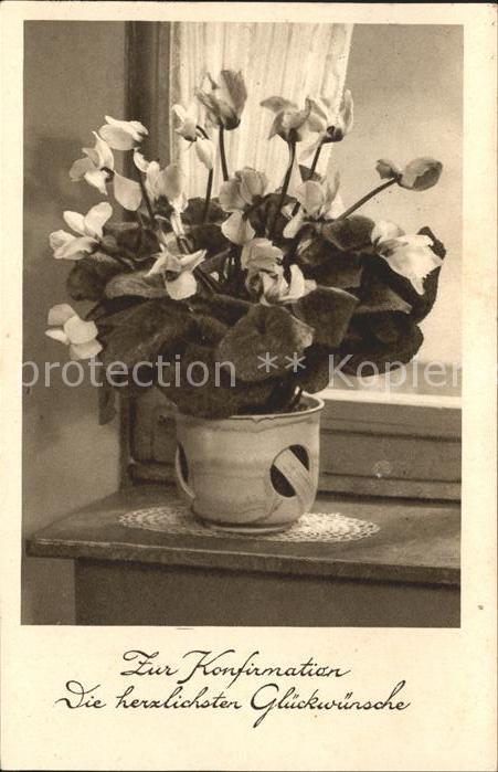Blumen Alpenveilchen Konfirmation Glückwunsch