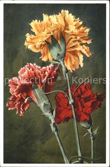 Blumen Nelken