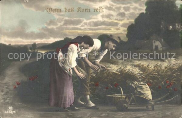 Ernte Landwirtschaft Kornfeld Foto-RPH-Nr. 4686/5