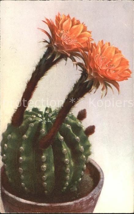 Kakteen Blüten