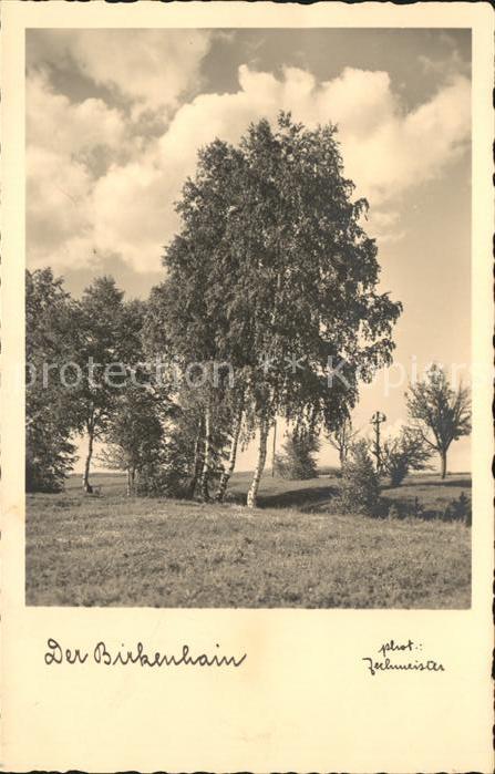 Baeume Trees Birke Birkenhain