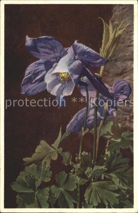 Blumen Alpen-Aklei Aquilegia alpina
