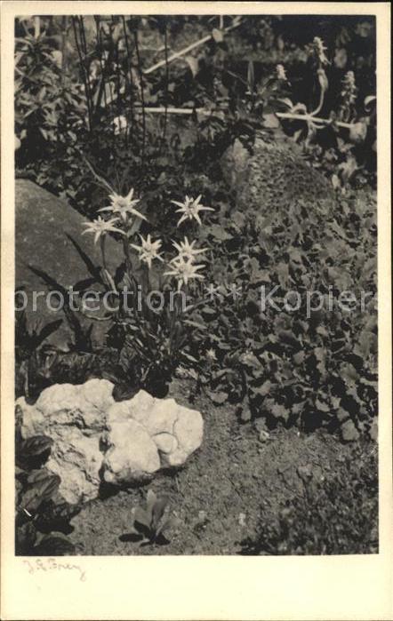Edelweiss Neujahr