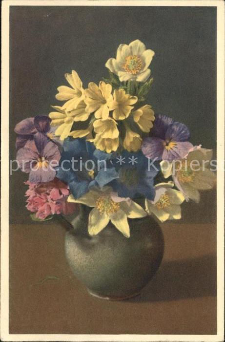 Blumen Alpenblumen Primula farinosa Gentiana a