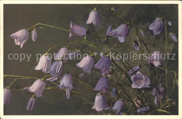 Blumen Kleine Glockenblume