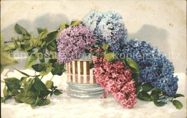 Blumen Flieder