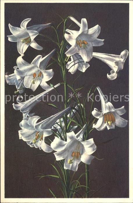 Blumen Langblütige Lilie Lilium longiflorum