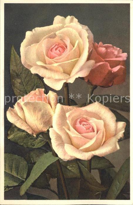 Rosen