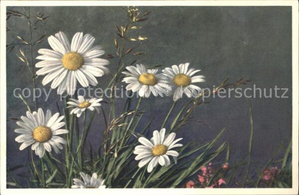 Blumen Wucherblume Chrysanthemum-Leucanthemum