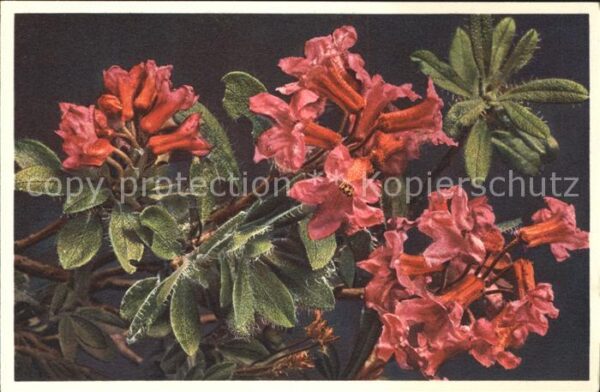 Blumen Bewimperte Alpenrose Rhododendron hirsu