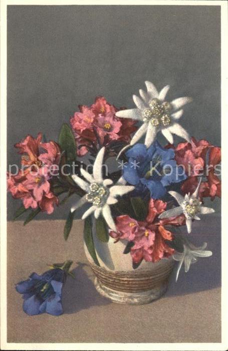 Edelweiss Enzian Alpenrosen