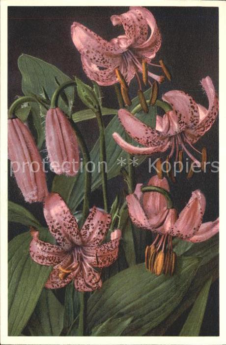 Blumen Türkenbund Lilium Martagon