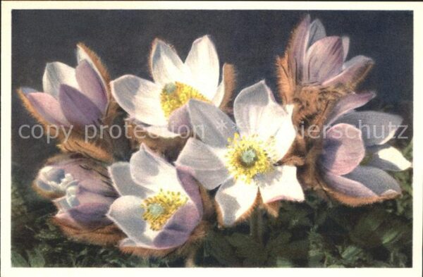Blumen Frühlings-Anemone Anemone vernalis