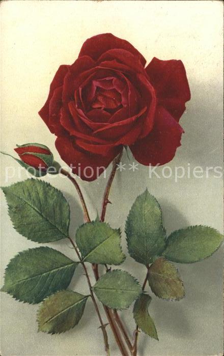 Rosen