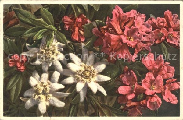 Edelweiss Rostblättrige Alpenrose