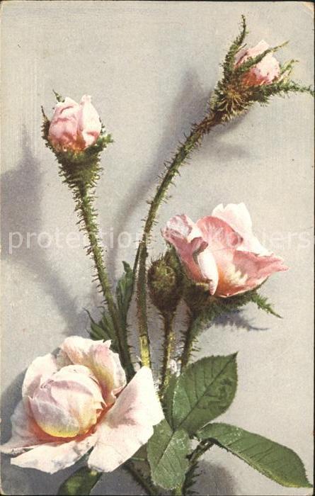 Rosen