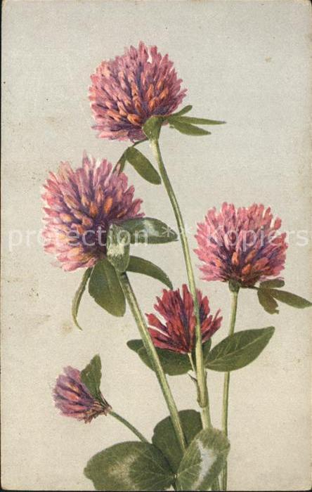Blumen Kleeblumen