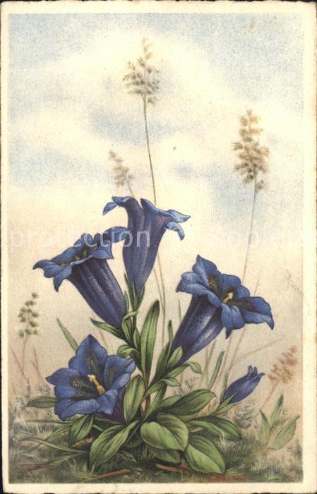 Blumen Enzian