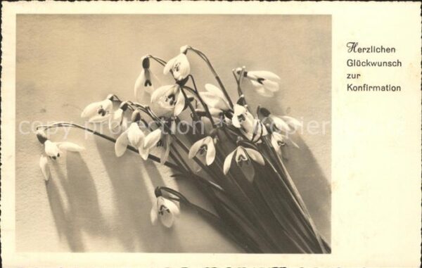 Blumen Schneeglöckchen Konfirmation Glückwunsc