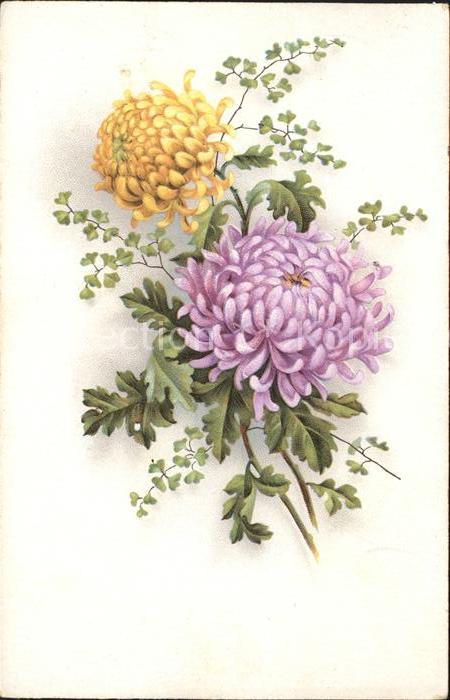 Blumen Dahlien