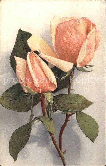 Rosen