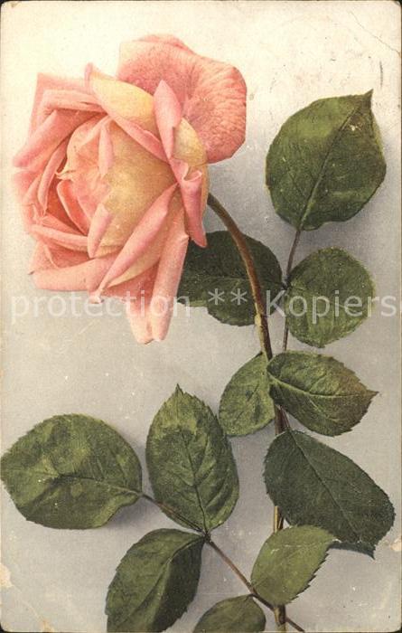 Rosen