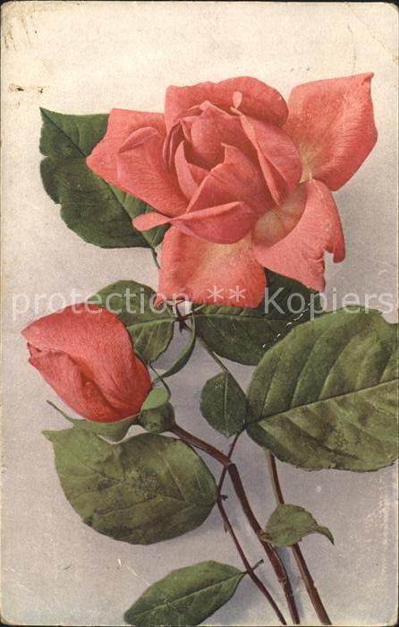 Rosen