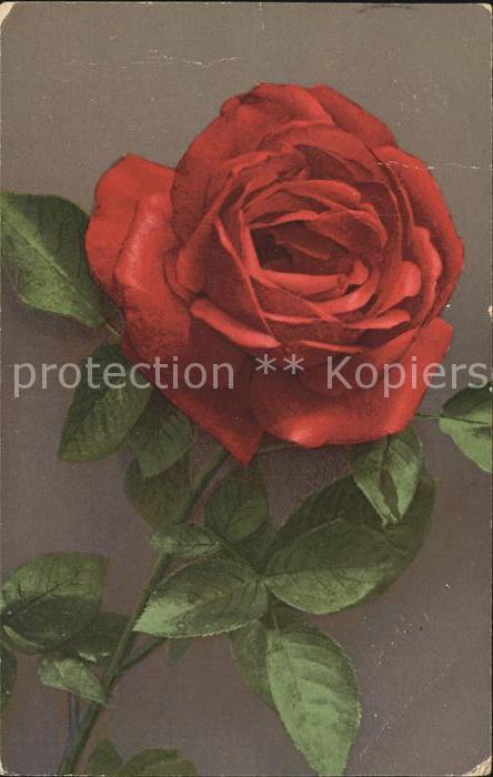 Rosen
