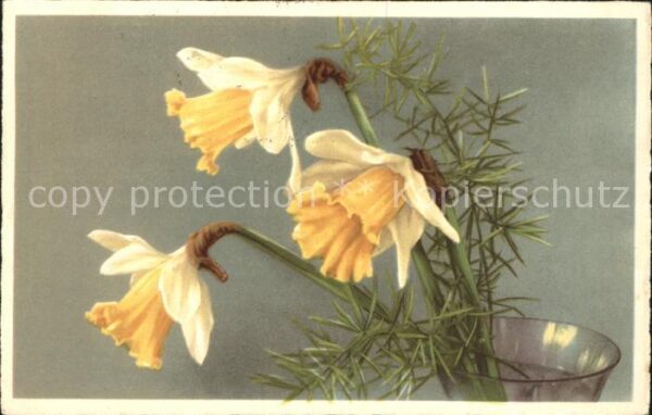 Blumen Narzissen