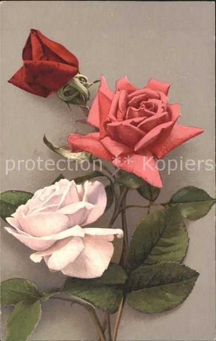 Rosen