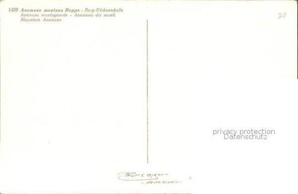 Blumen Berg-Küchenschelle – Bild 2