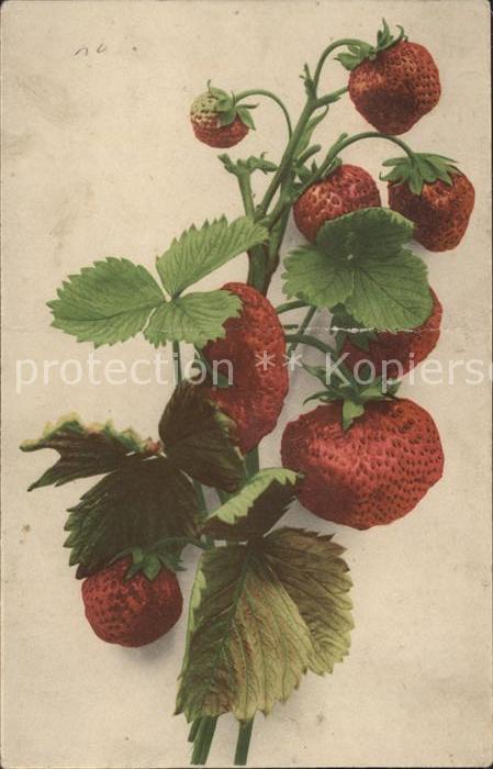Obst Erdbeeren