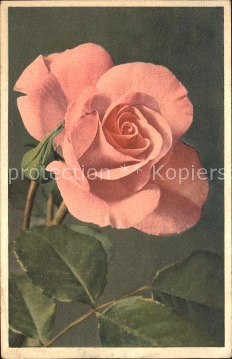 Rosen