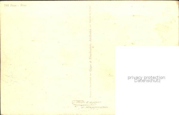 Rosen – Bild 2