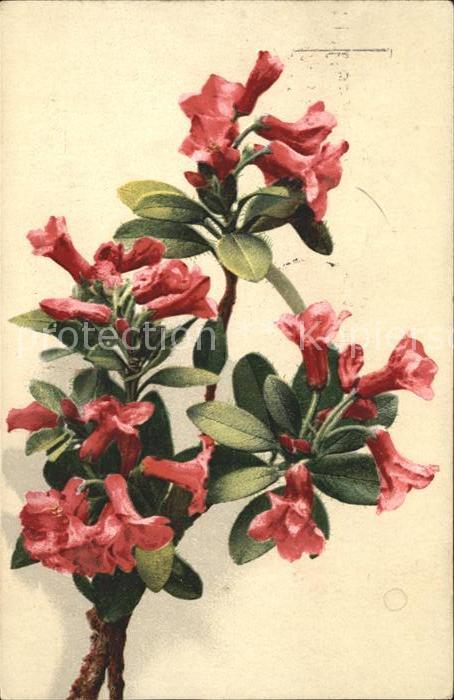 Blumen Alpenrosen Stempel Gastwirtsgewerbe-Aus