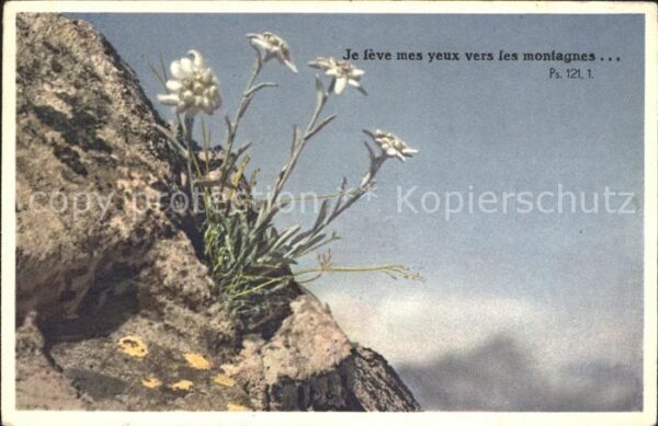 Edelweiss Leontopodium  alpinum