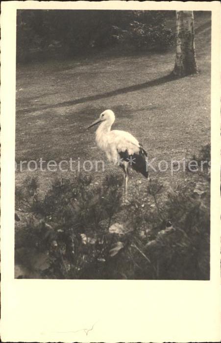 Storch