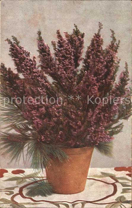 Blumen Heidekraut