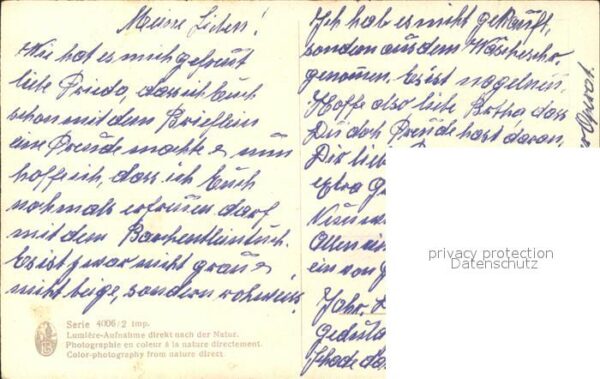 Blumen Heidekraut – Bild 2