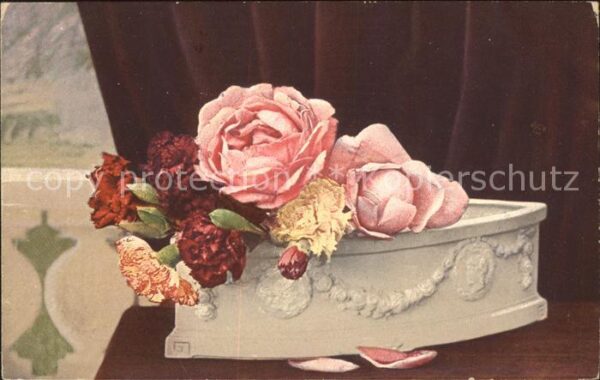 Rosen Nelken