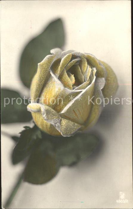 Rosen