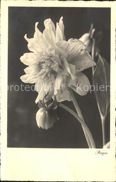 Blumen Dahlien Foto-Begro Nr. 9550